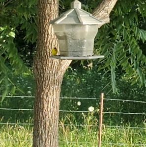 Meet your Posher, Debbie